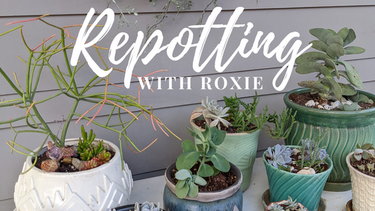 Repotting with Roxie